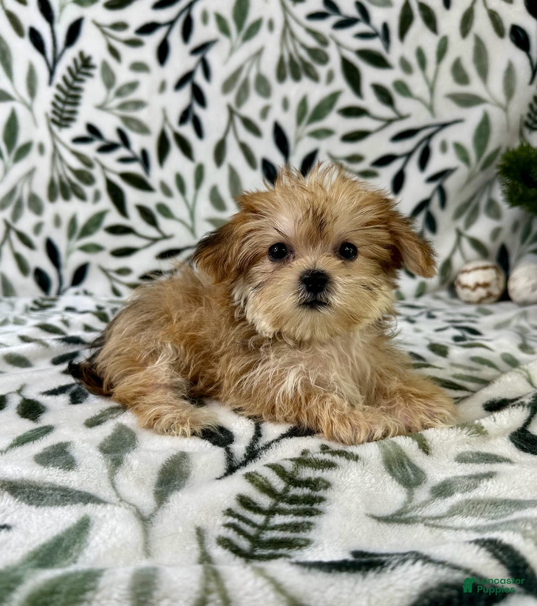 Shorkie dogs for sale: Labubu - Image 6