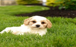 Cavachon dogs for sale: Fletcher - Image 3