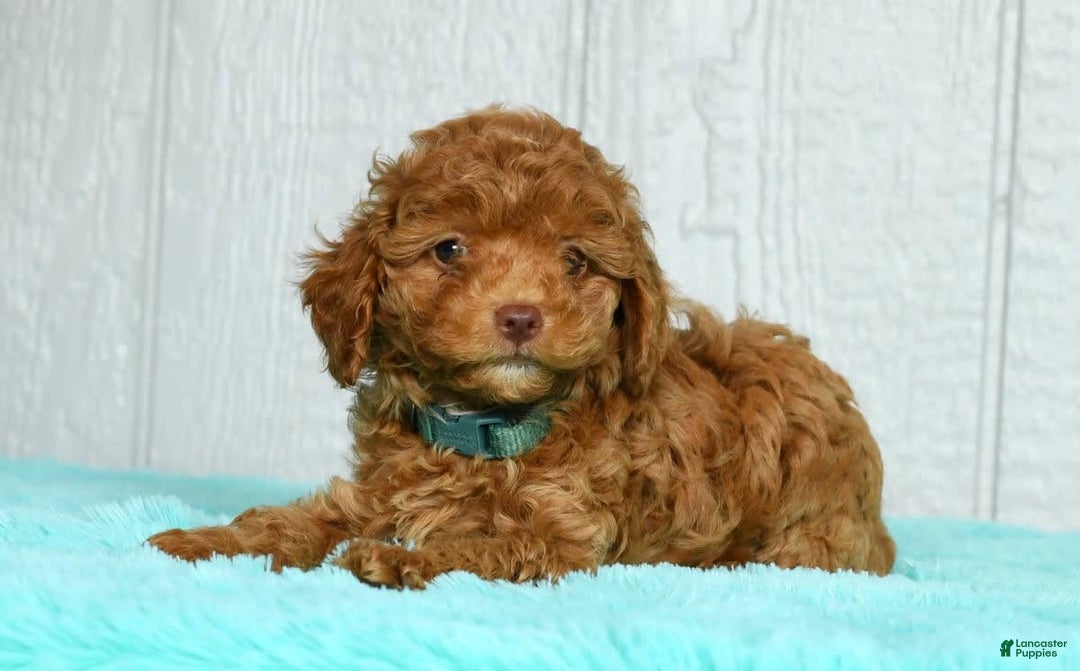 Cavapoo dogs for sale: Benji - Image 4