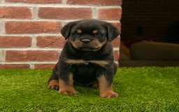 Rottweiler dogs for sale: Elliot - Image 4