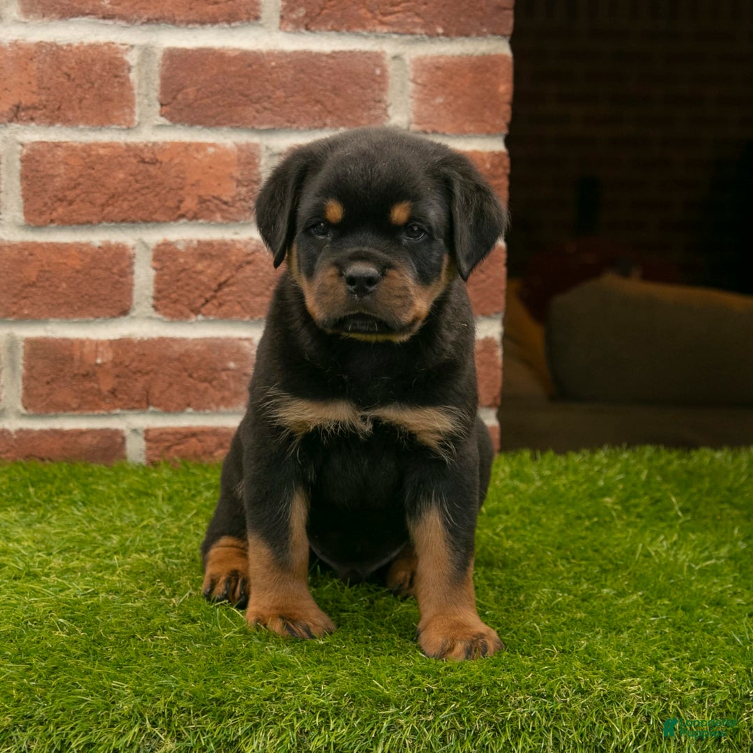 Rottweiler dogs for sale: Elliot - Image 4