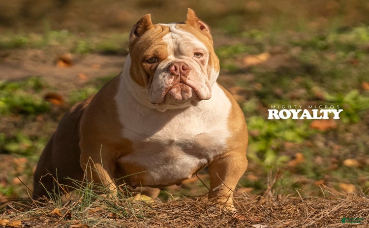 American Bully dogs for stud - Ad 1