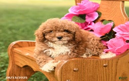 Miniature Poodle dogs for sale: Rocky - Image 3