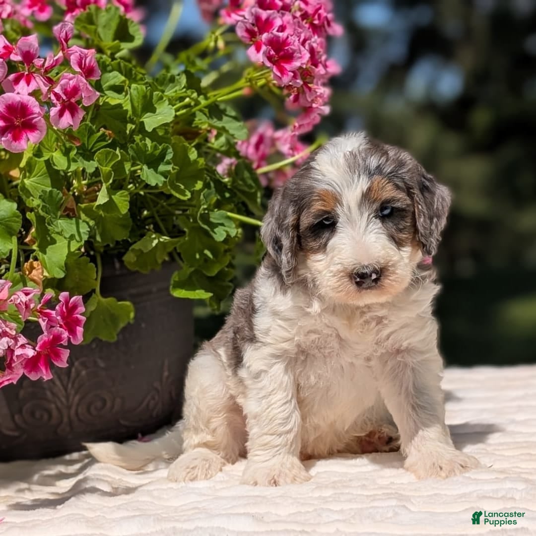 Mini Bernedoodle dogs for sale: Sammy - Image 1