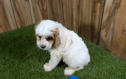 Cavapoo dogs for sale: Fiona Boy 1 - Image 8