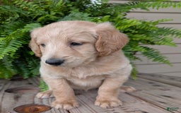 Goldendoodle dogs for sale: Bella - Image 20