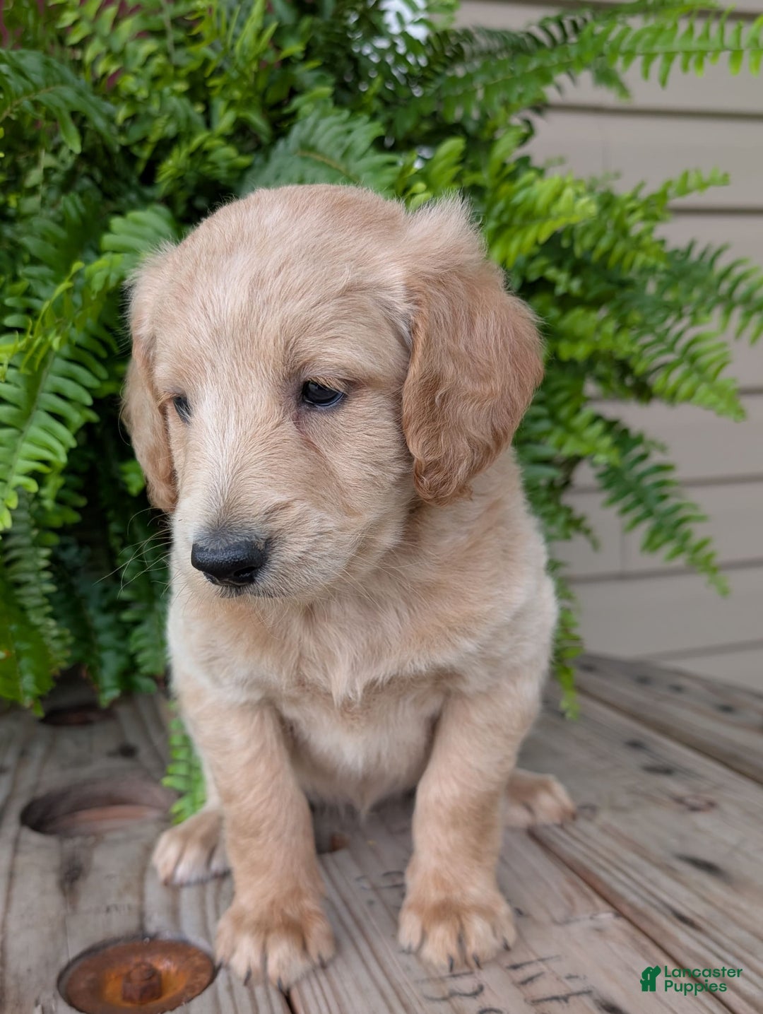 Goldendoodle dogs for sale: Bella - Image 20