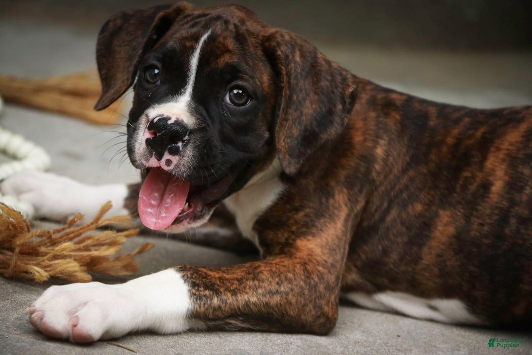 Boxer dogs for sale: Tori - Image 6