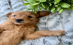 Mini Goldendoodle dogs for sale: Taffy - Image 2