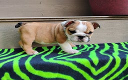 English Bulldog dogs for sale: Reba - Image 10