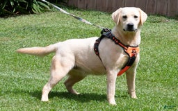 Labrador Retriever dogs for sale: Pixie - Image 5