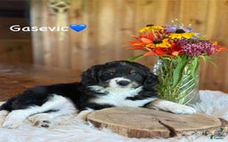 Aussiedoodle dogs for sale: Gasevic - Image 2