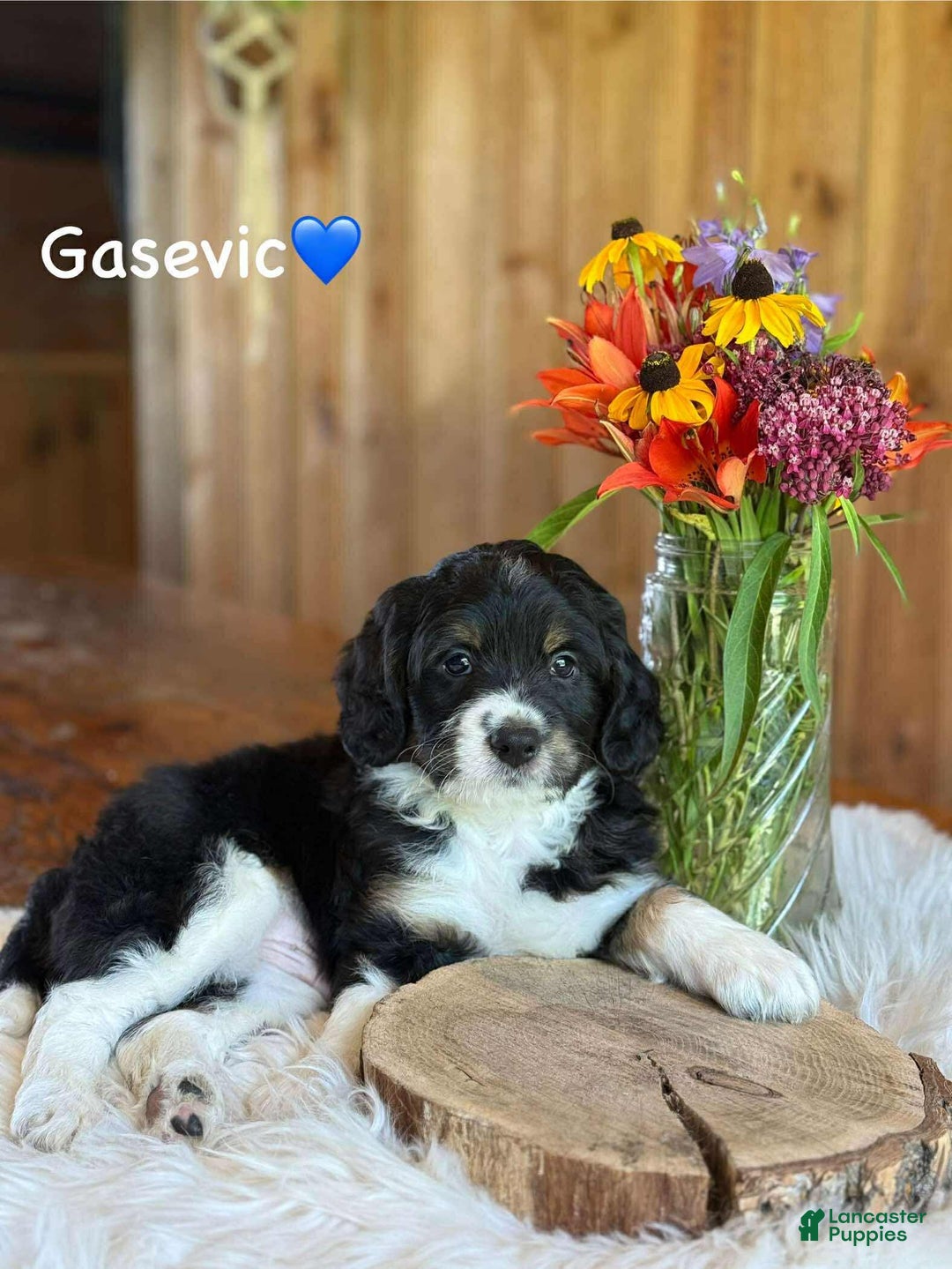 Aussiedoodle dogs for sale: Gasevic - Image 2