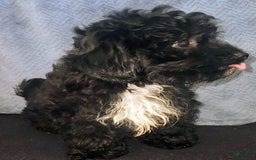 Yorkiepoo dogs for sale: Laverne - Image 6