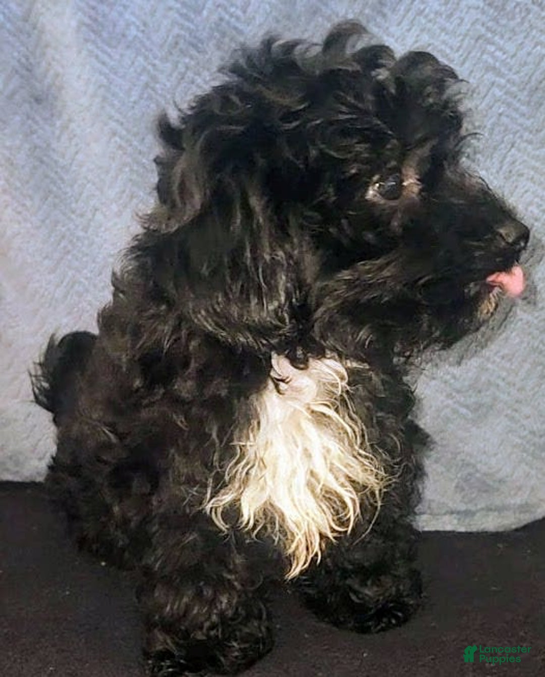 Yorkiepoo dogs for sale: Laverne - Image 6