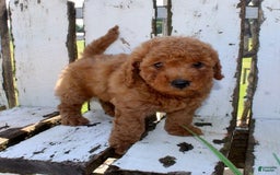 Mini Goldendoodle dogs for sale: Taylor - Image 8
