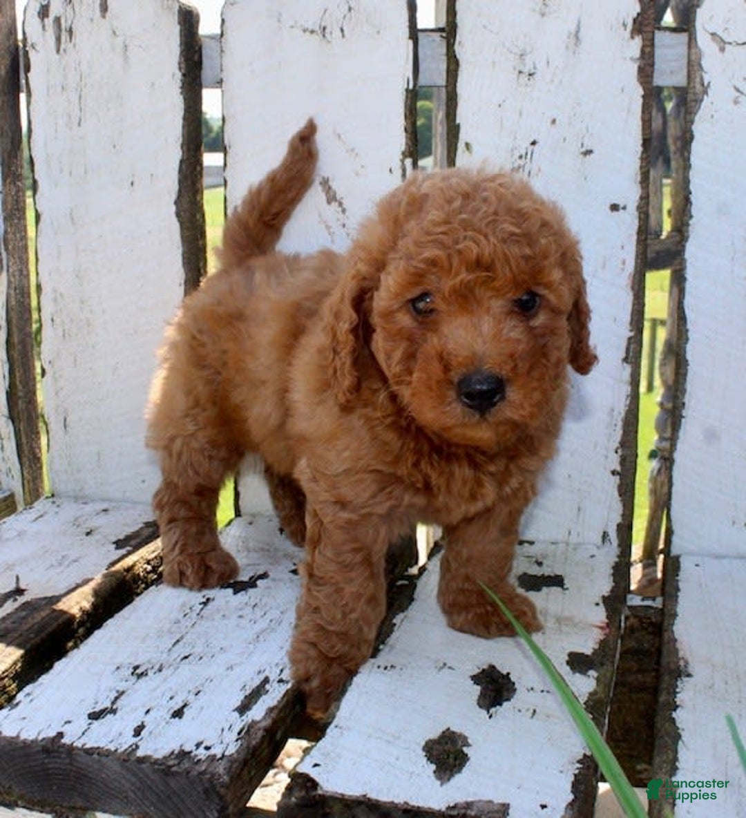 Mini Goldendoodle dogs for sale: Taylor - Image 8