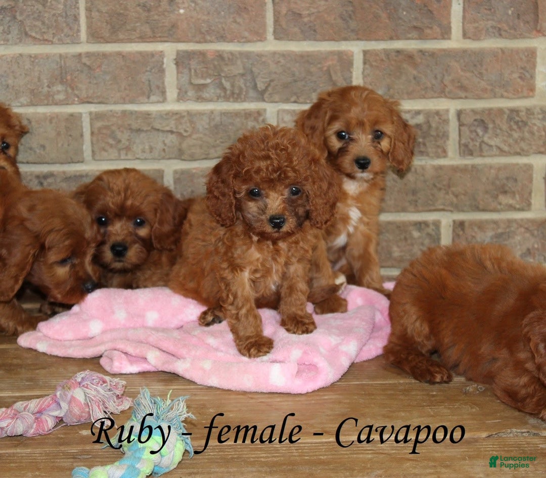 Cavapoo dogs for sale: Ruby - Image 7