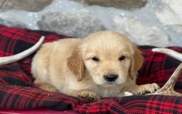 Golden Retriever dogs for sale: Shane - Image 4