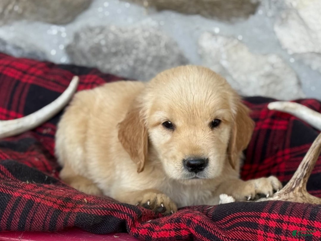 Golden Retriever dogs for sale: Shane - Image 4