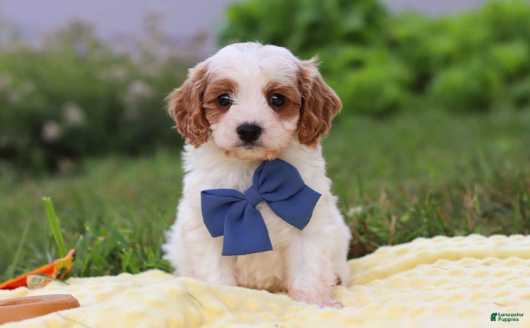 Cavapoo dogs for sale - Ad 1
