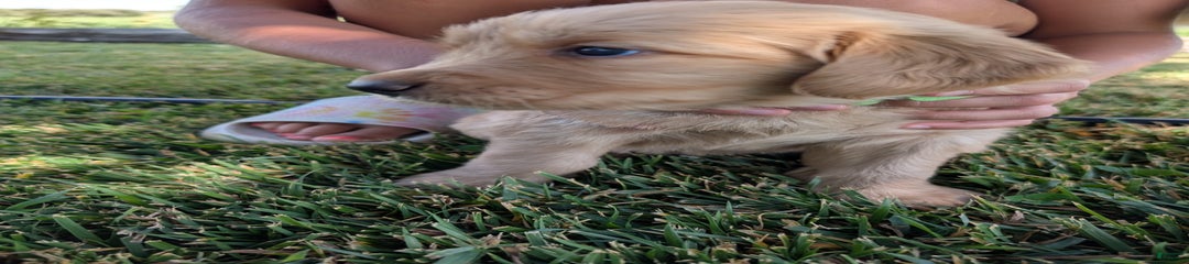 Green Collar