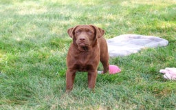 Labrador Retriever dogs for sale: Neveah - Image 4