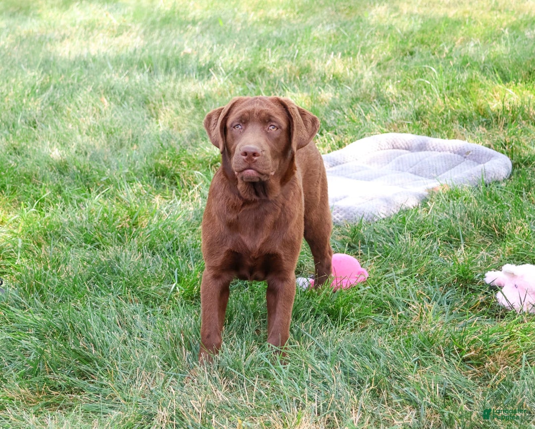 Labrador Retriever dogs for sale: Neveah - Image 4