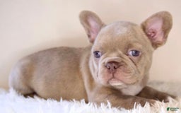 French Bulldog dogs for sale: Maple - Image 2
