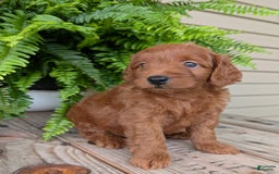 Mini Goldendoodle dogs for sale: Mini-logan - Image 19