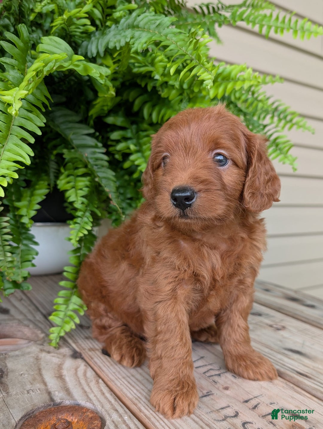 Mini Goldendoodle dogs for sale: Mini-logan - Image 19