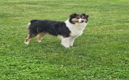 Australian Shepherd dogs for sale: Buster - Image 10