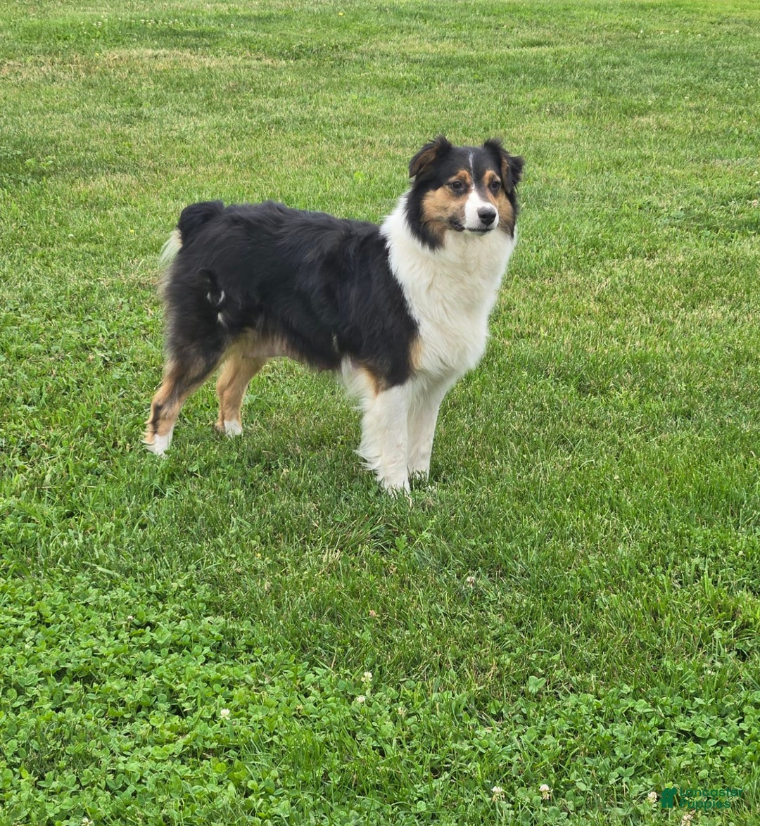 Australian Shepherd dogs for sale: Buster - Image 10