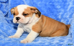 Beabull dogs for sale: Chief - Image 6