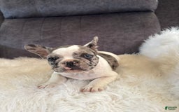 French Bulldog dogs for sale: Lucy - Image 3