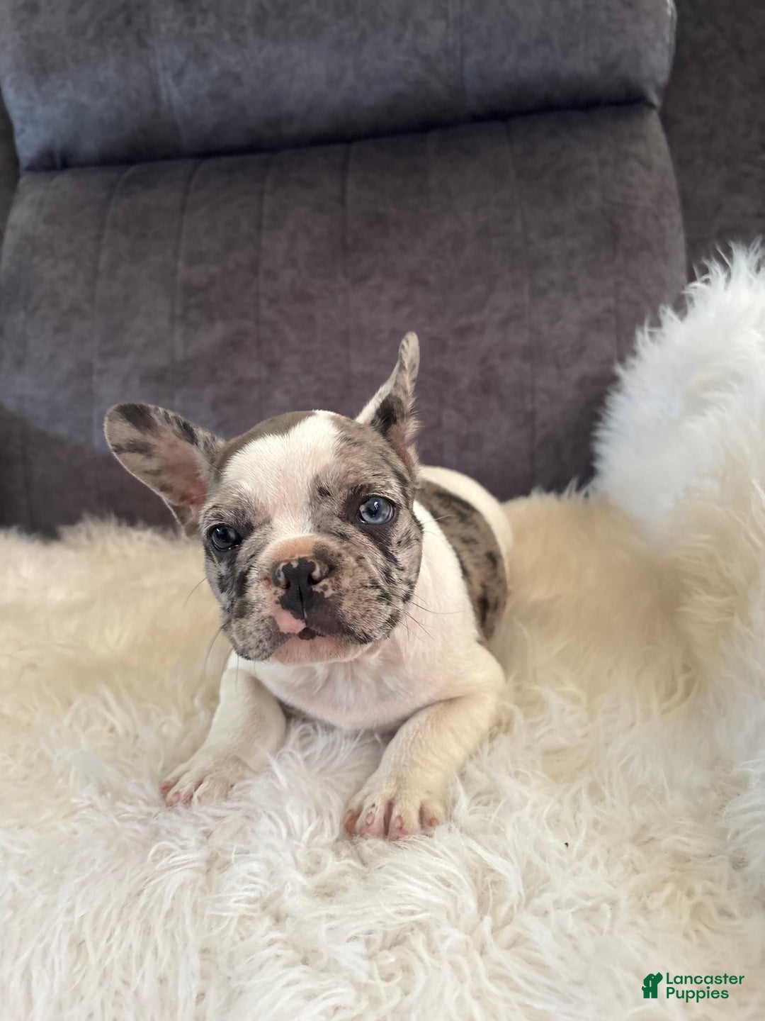French Bulldog dogs for sale: Lucy - Image 3