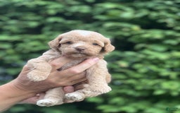 Mini Goldendoodle dogs for sale: Cooper - Image 13