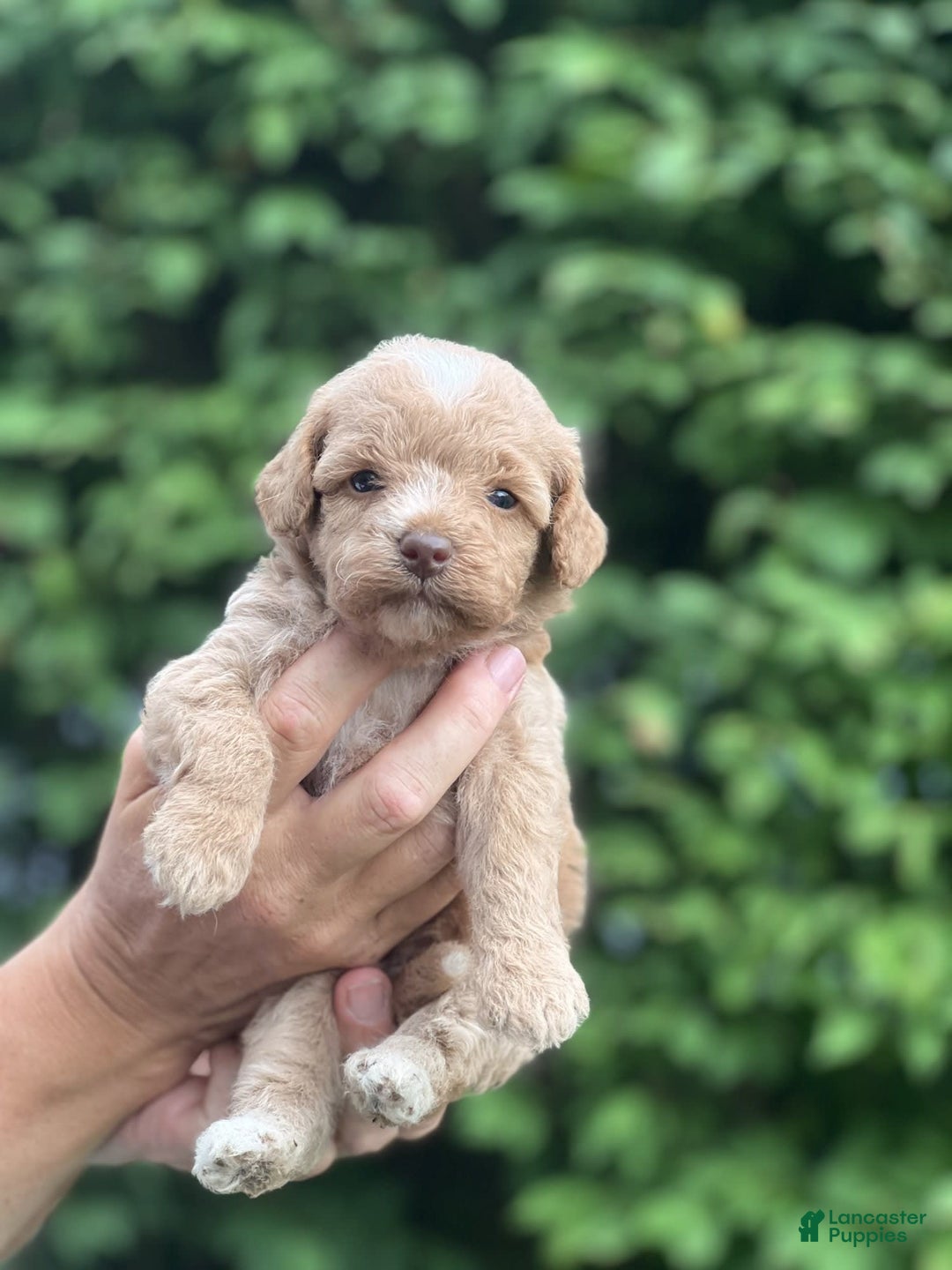 Mini Goldendoodle dogs for sale: Cooper - Image 13