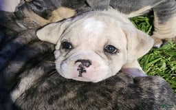 English Bulldog dogs for sale: Snow Colt - Image 2