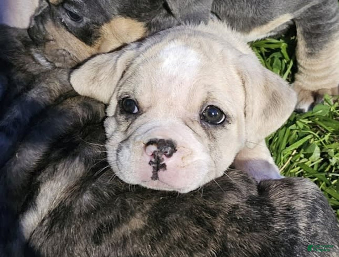 English Bulldog dogs for sale: Snow Colt - Image 2