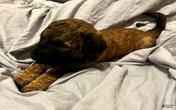 Standard Poodle dogs for sale: Mia - Image 6