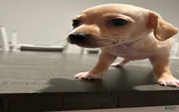 Chihuahua dogs for sale: Rambo - Image 8