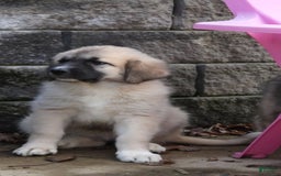 Anatolian Shepherd dogs for sale: Shyla - Image 5