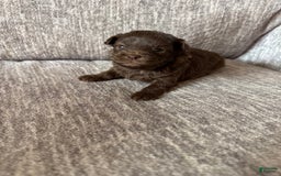 Shihpoo dogs for sale: Teacup Chip - Image 4