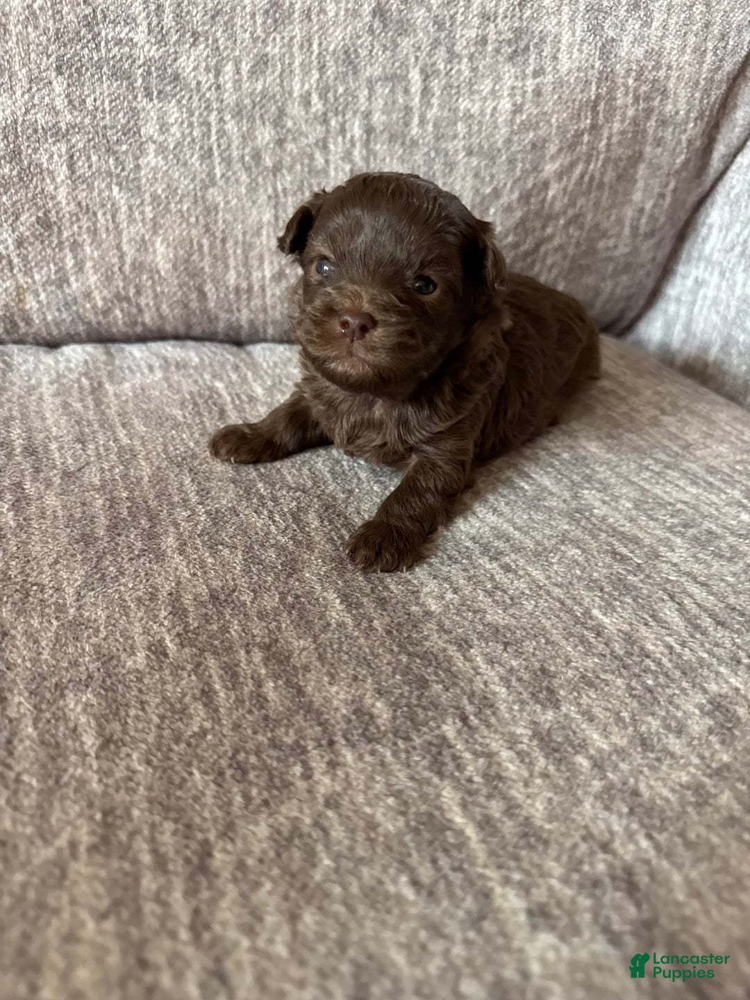 Shihpoo dogs for sale: Teacup Chip - Image 4