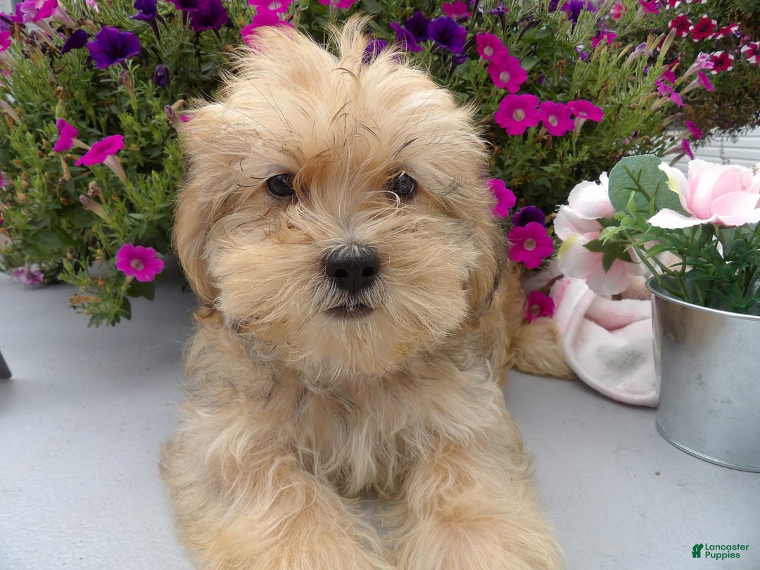 Shorkie dogs for sale: Drew - Image 1