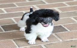 Miniature Poodle dogs for sale: Nugget - Image 16