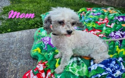 Toy Poodle dogs for sale: Sage - Image 6