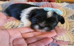 Shihpoo dogs for sale: Female 2 - Image 1