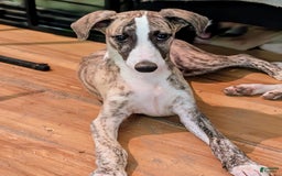 Whippet dogs for sale: Oscar - Image 4